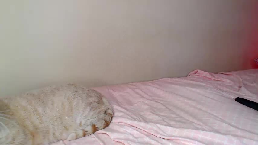 JustAlice Webcam Chat July 6, 2026