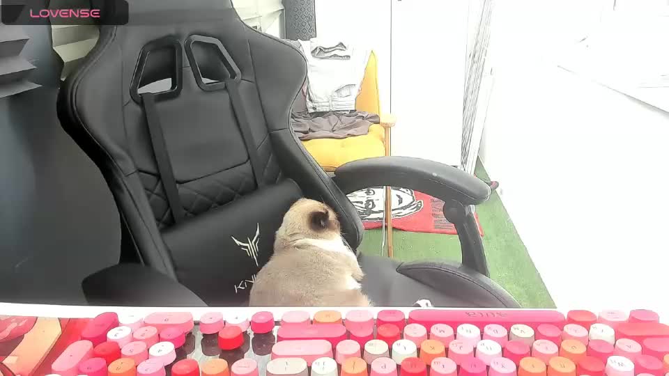 _feralberry__ Webcam Chat August 26, 2026